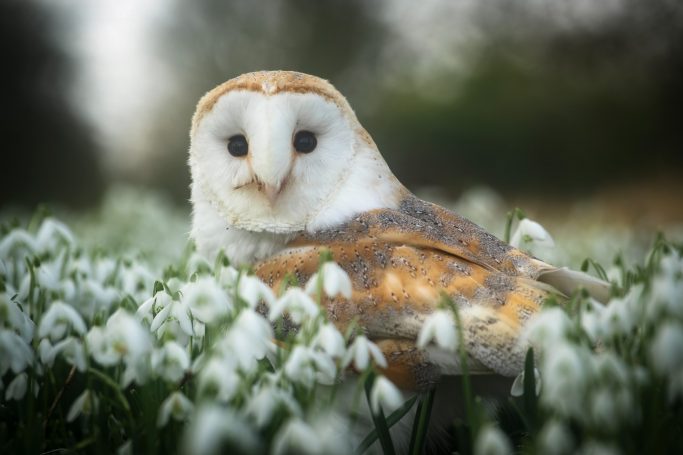 barn owl snowdrops
