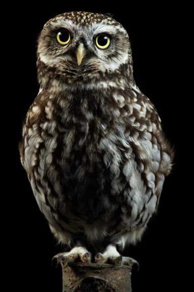 Little owl