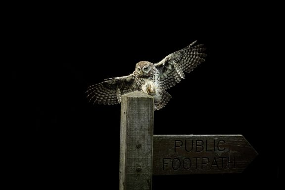 Little owl in the studio
