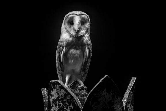 Barn owl