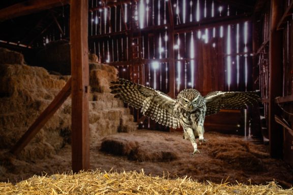 Little owl in the barn setting