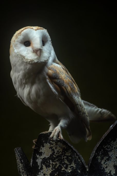 barn owl