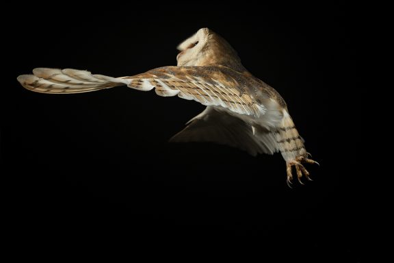 Barn Owl in the studio
