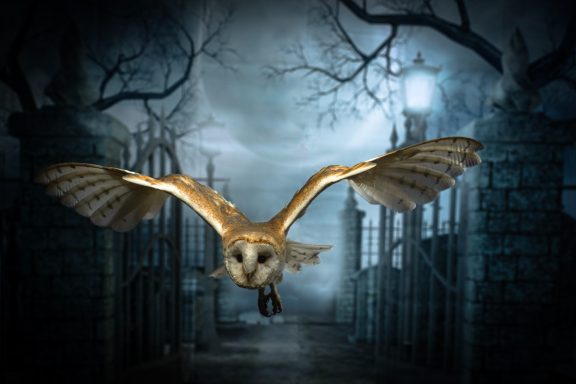 Spooky barn owl