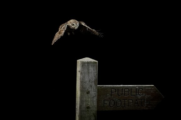 Little owl in the studio