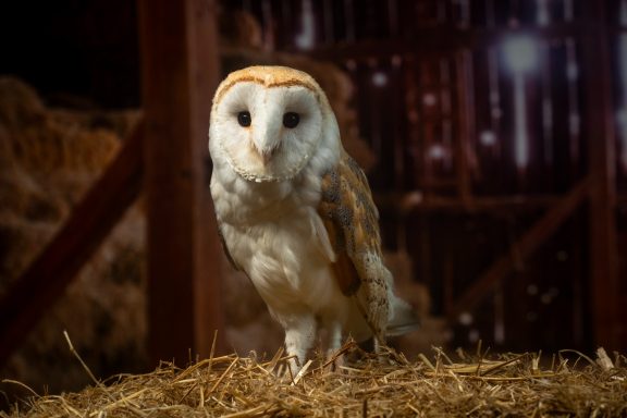 Barn owl