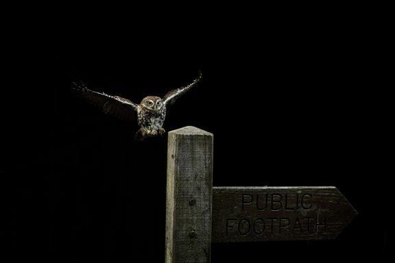 Little owl in the studio