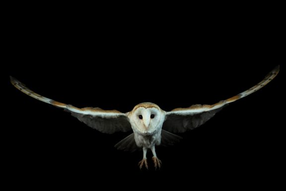 Barn owl