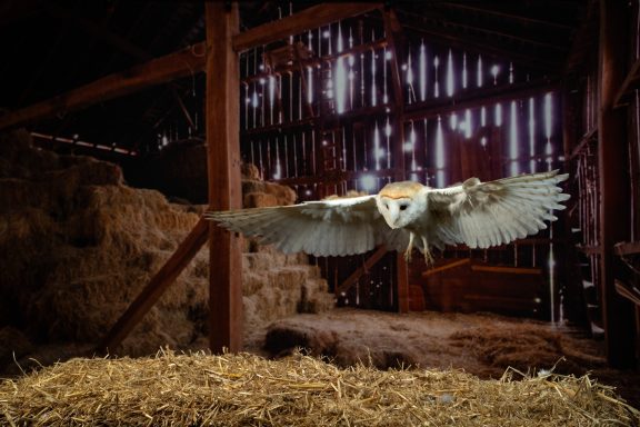 Barn owl