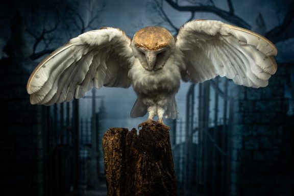 spooky barn owl