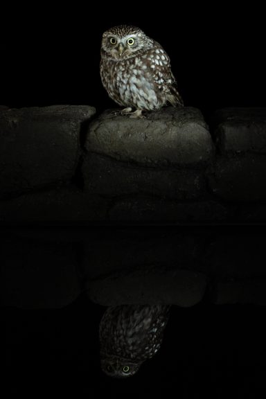little owl reflection